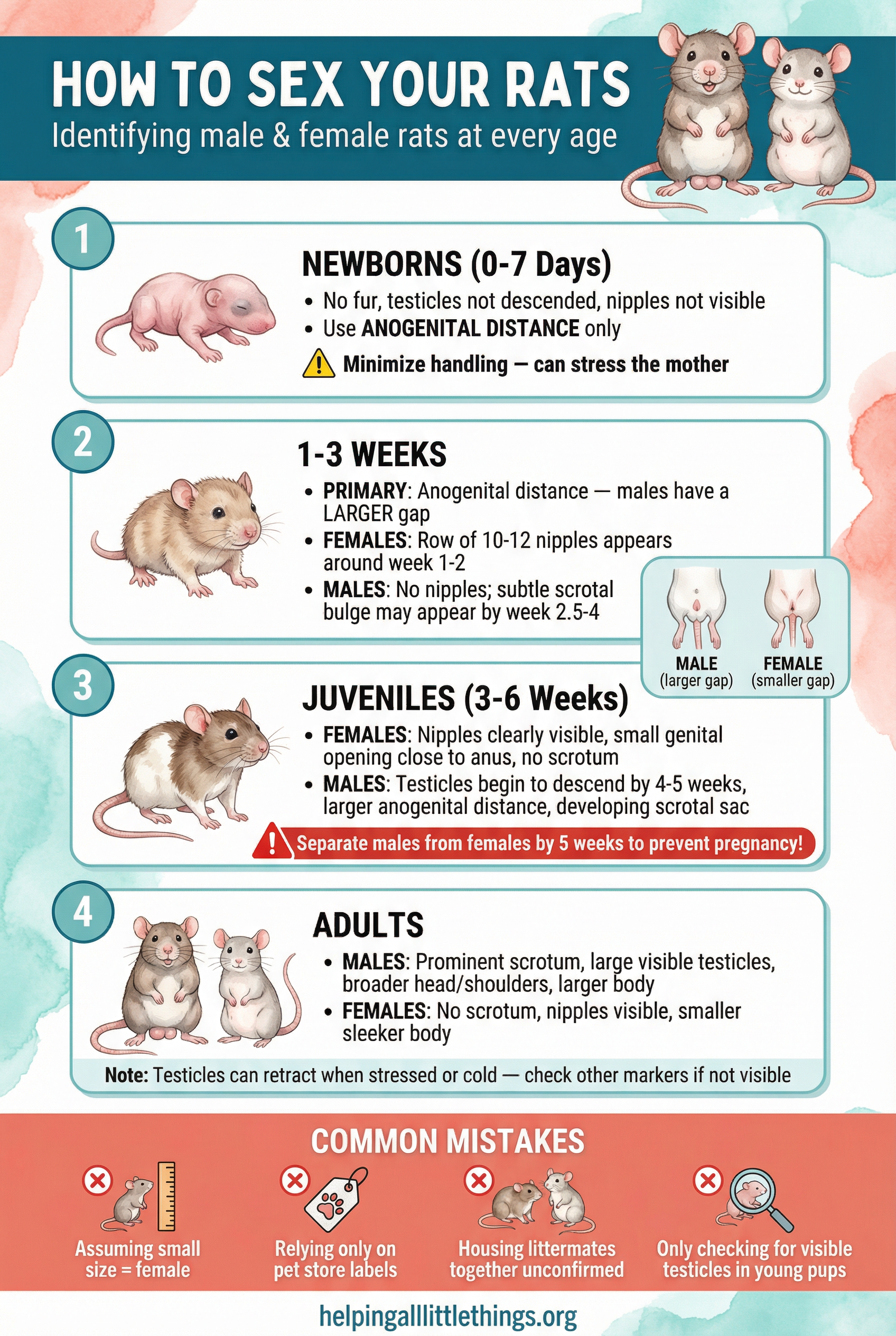 Infographic from Helping All Little Things