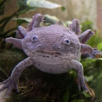 Lynne Blecher, Treasurer of HALT